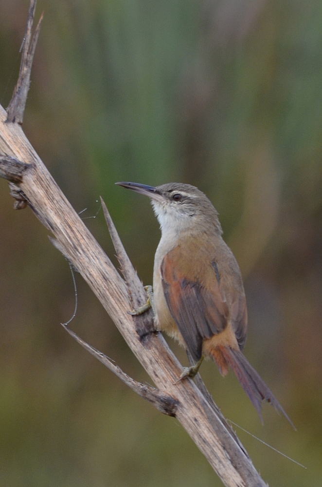 Straight-billed Reedhaunter