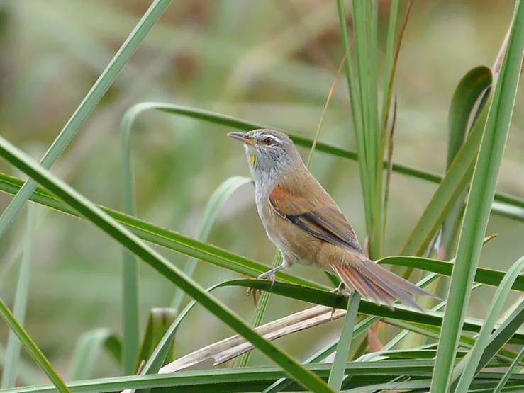 Sulphur-bearded Reedhaunter