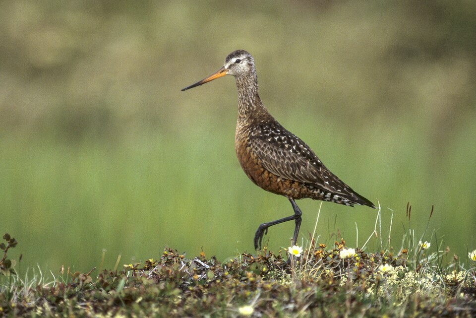Hudsonian Godwit