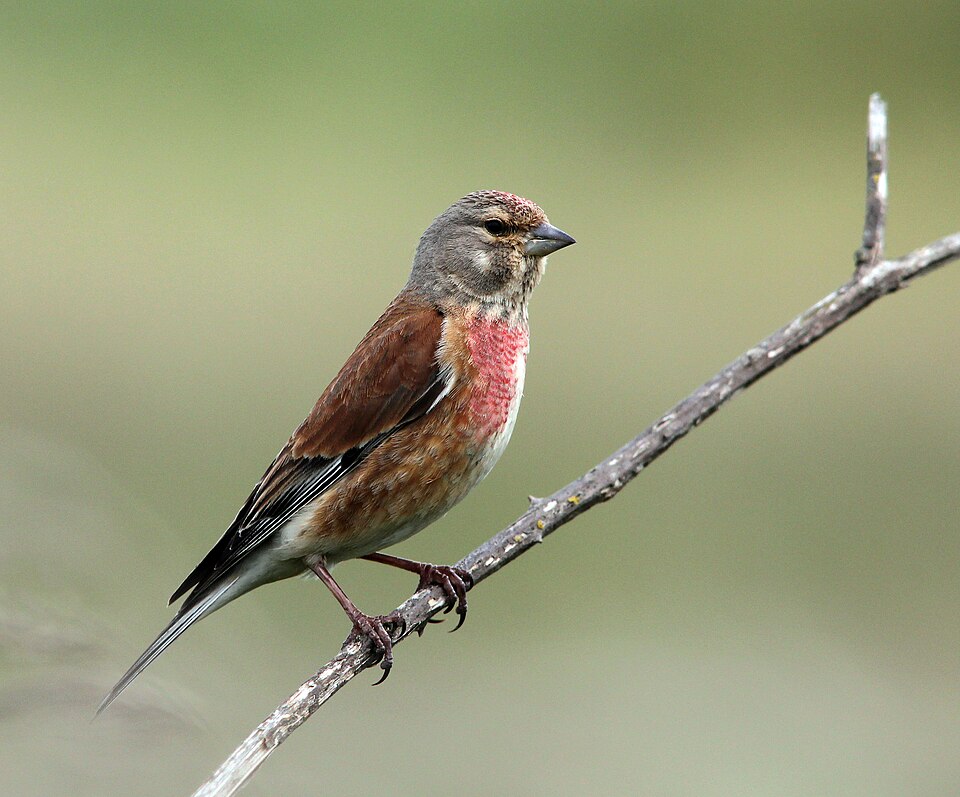 Common Linnet