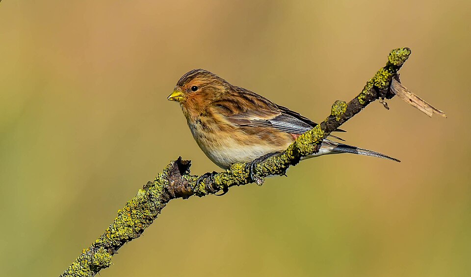 Twite