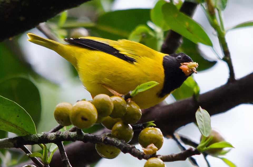 Oriole Finch
