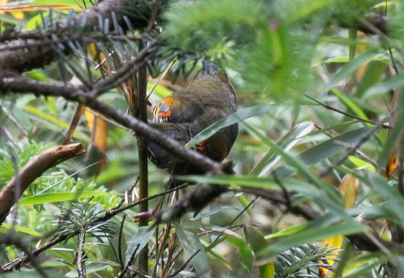 Emei Shan Liocichla