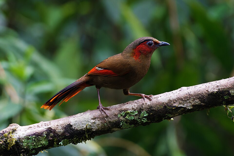 Red-faced Liocichla