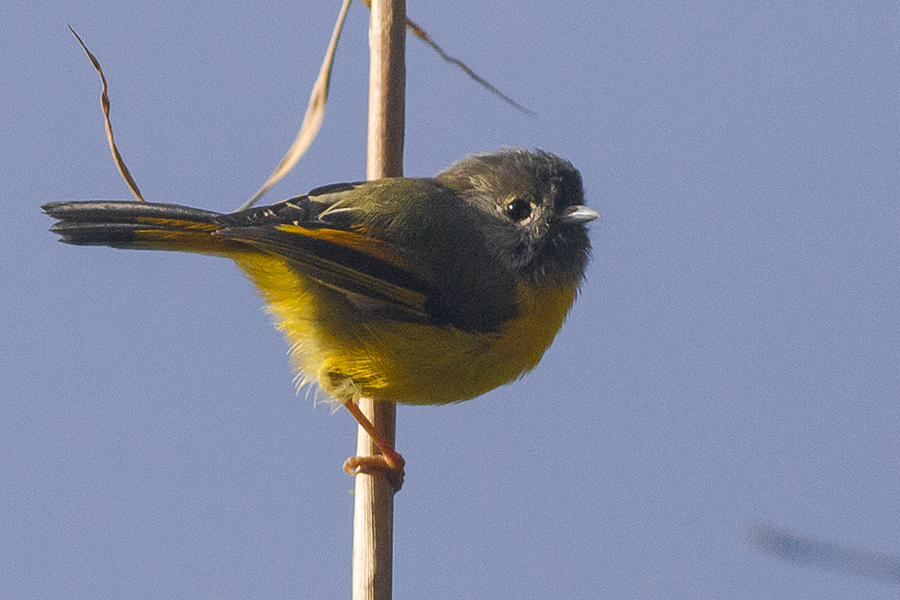 Golden-breasted Fulvetta