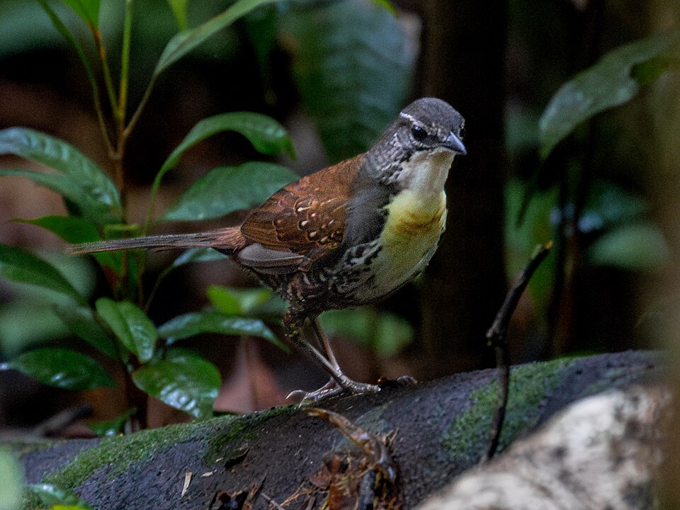 Rusty-belted Tapaculo
