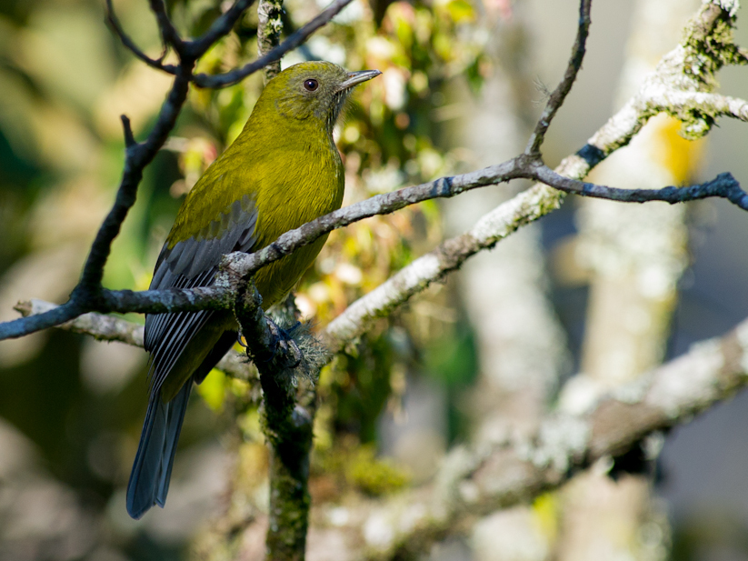 Grey-winged Cotinga