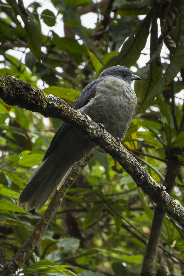 Dusky Piha