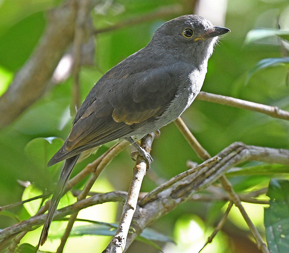 Chestnut-capped Piha
