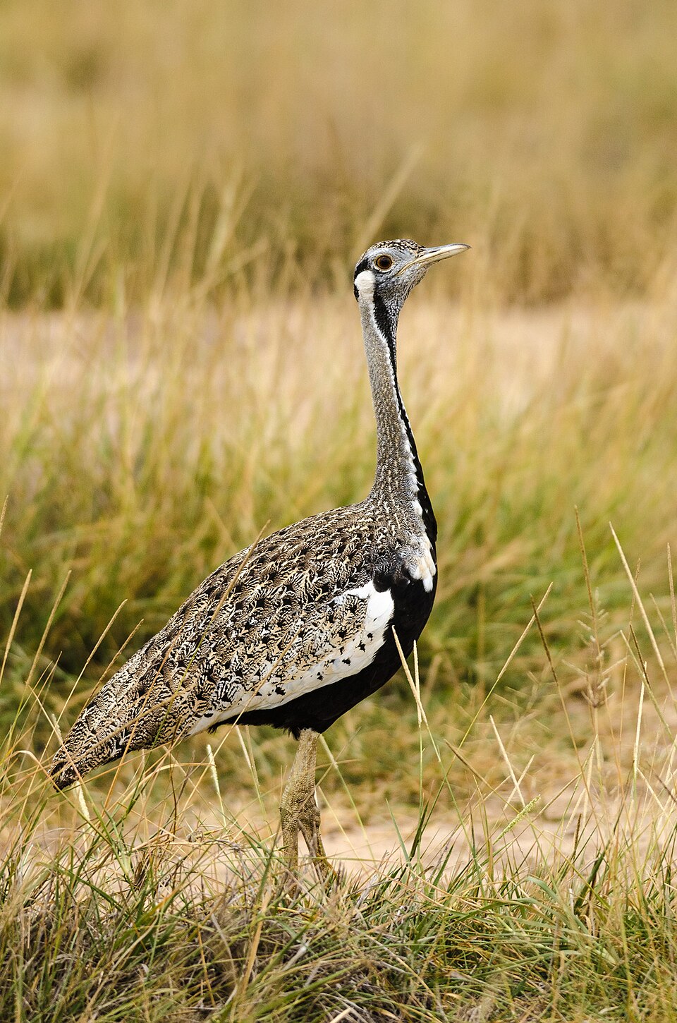 Black-bellied Bustard