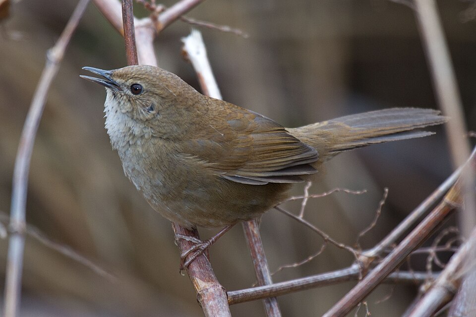 Taiwan Bush Warbler
