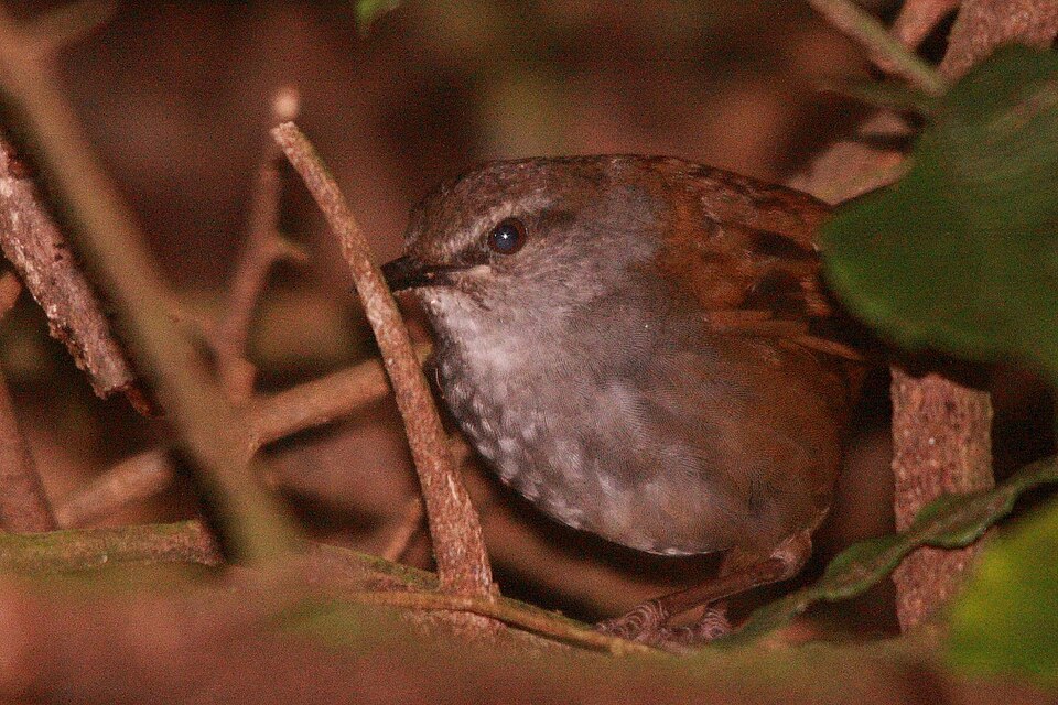 Sulawesi Bush Warbler