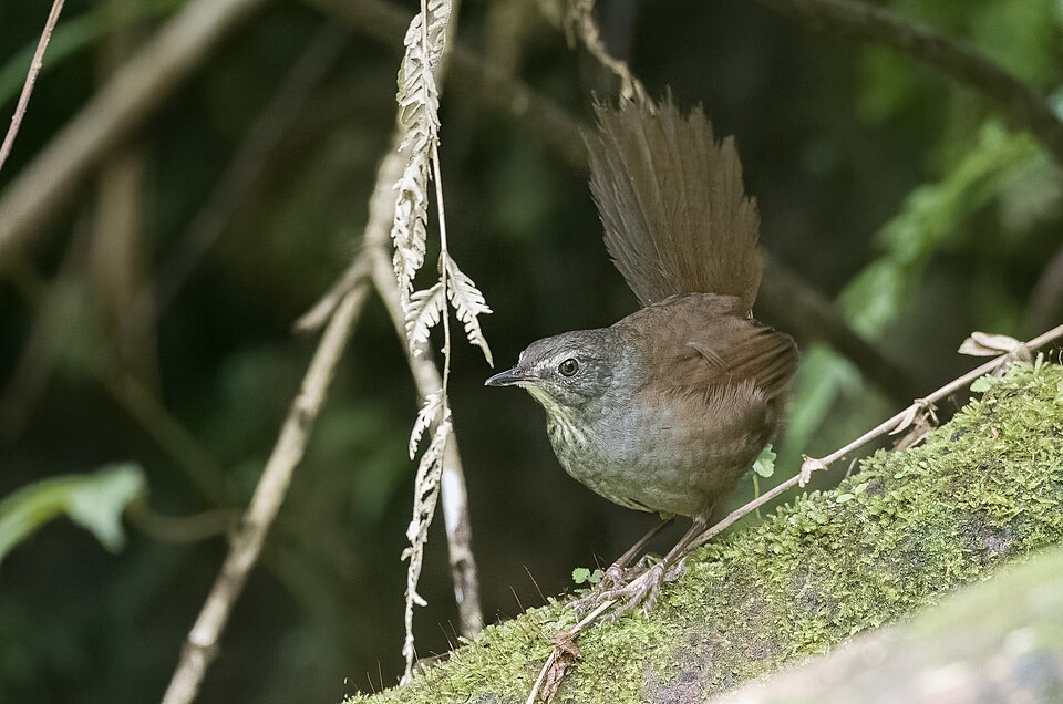 Long-tailed Bush Warbler