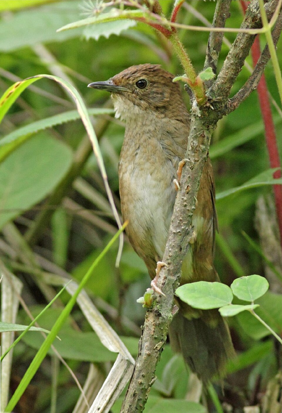 Sichuan Bush Warbler