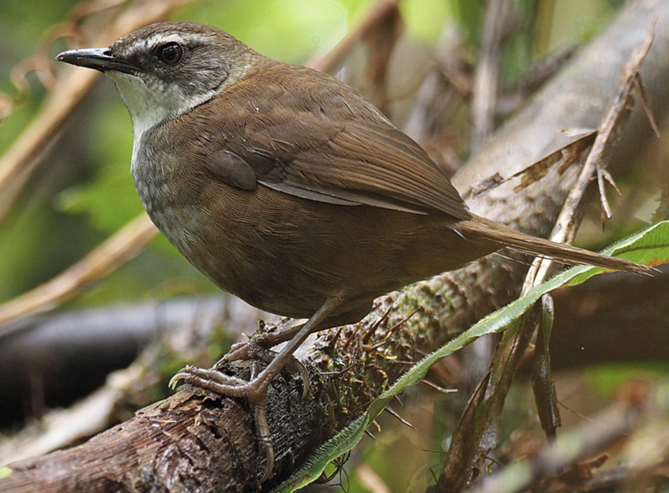 Buru Bush Warbler