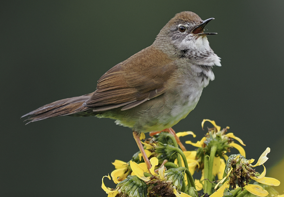 West Himalayan Bush Warbler