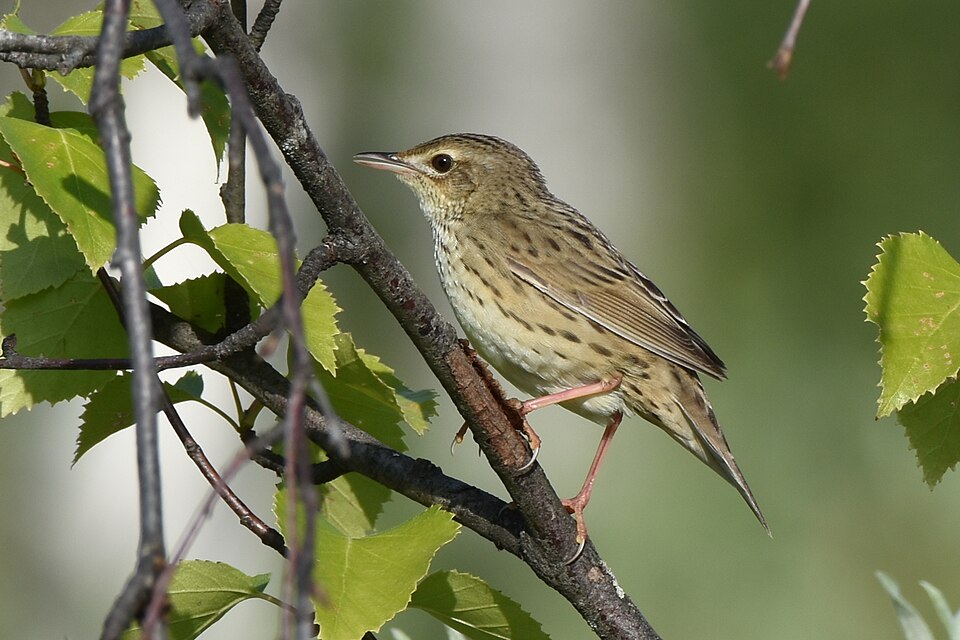 Lanceolated Warbler