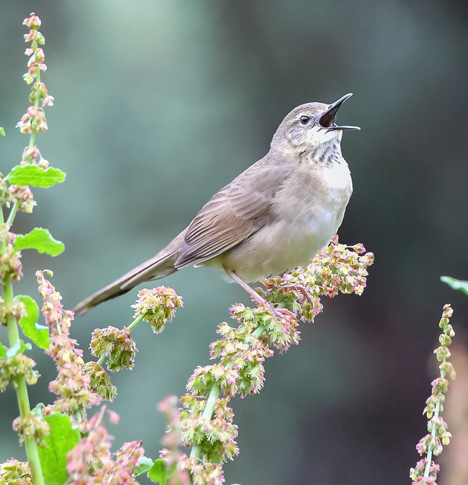 Long-billed Bush Warbler