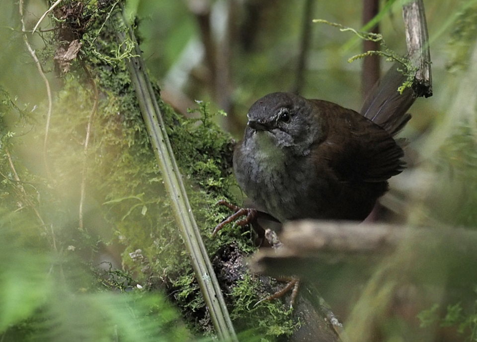 Seram Bush Warbler