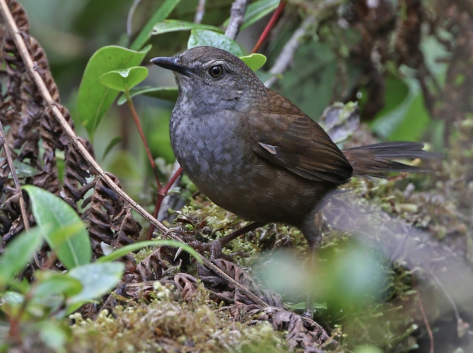 Taliabu Bush Warbler