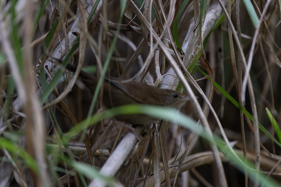 Benguet Bush Warbler