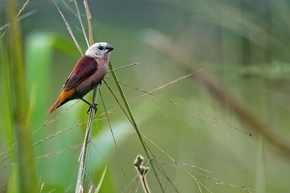 Grey-headed Mannikin