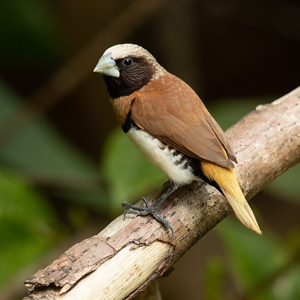 Chestnut-breasted Mannikin