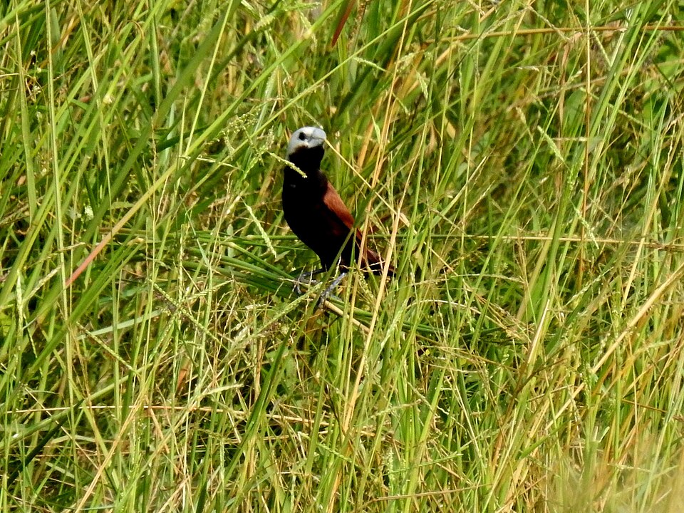 White-capped Munia