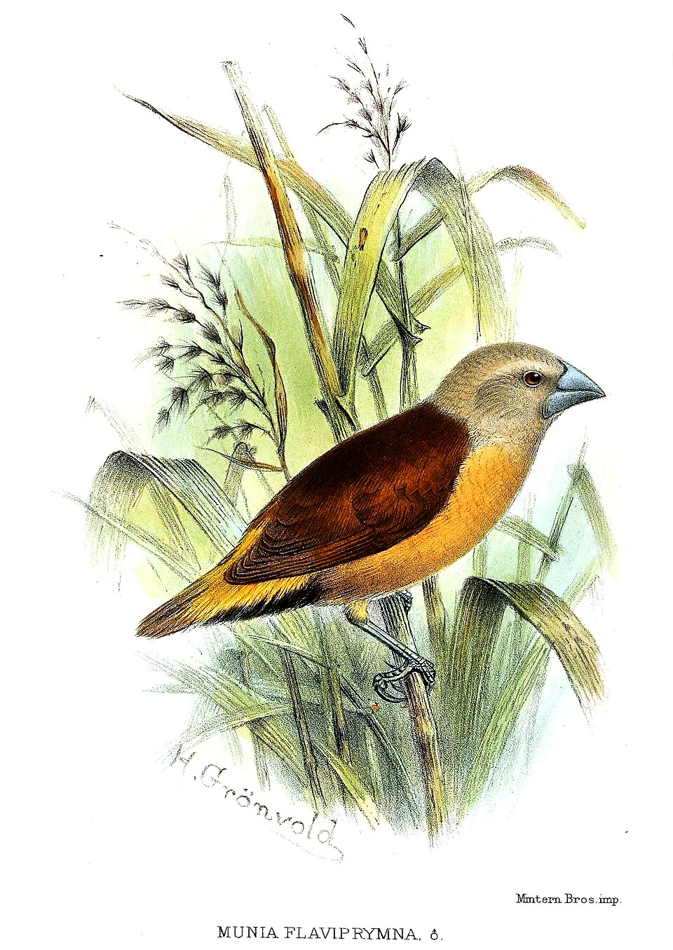 Yellow-rumped Mannikin