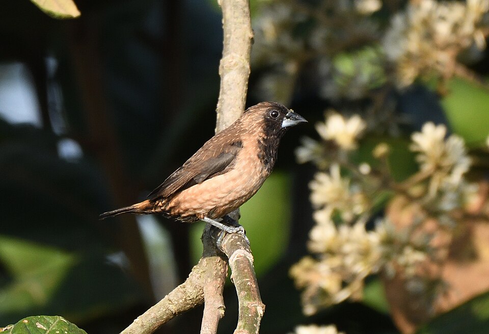 Black-throated Munia