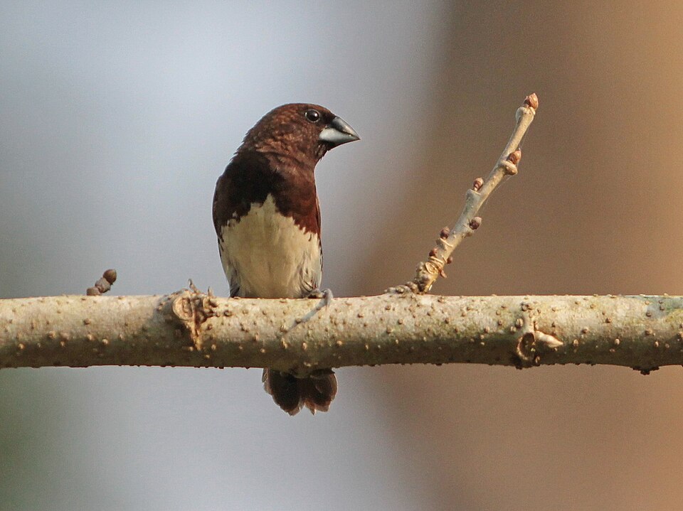 White-bellied Munia