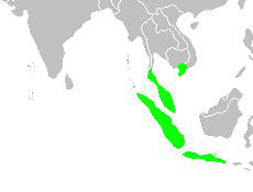 White-headed Munia
