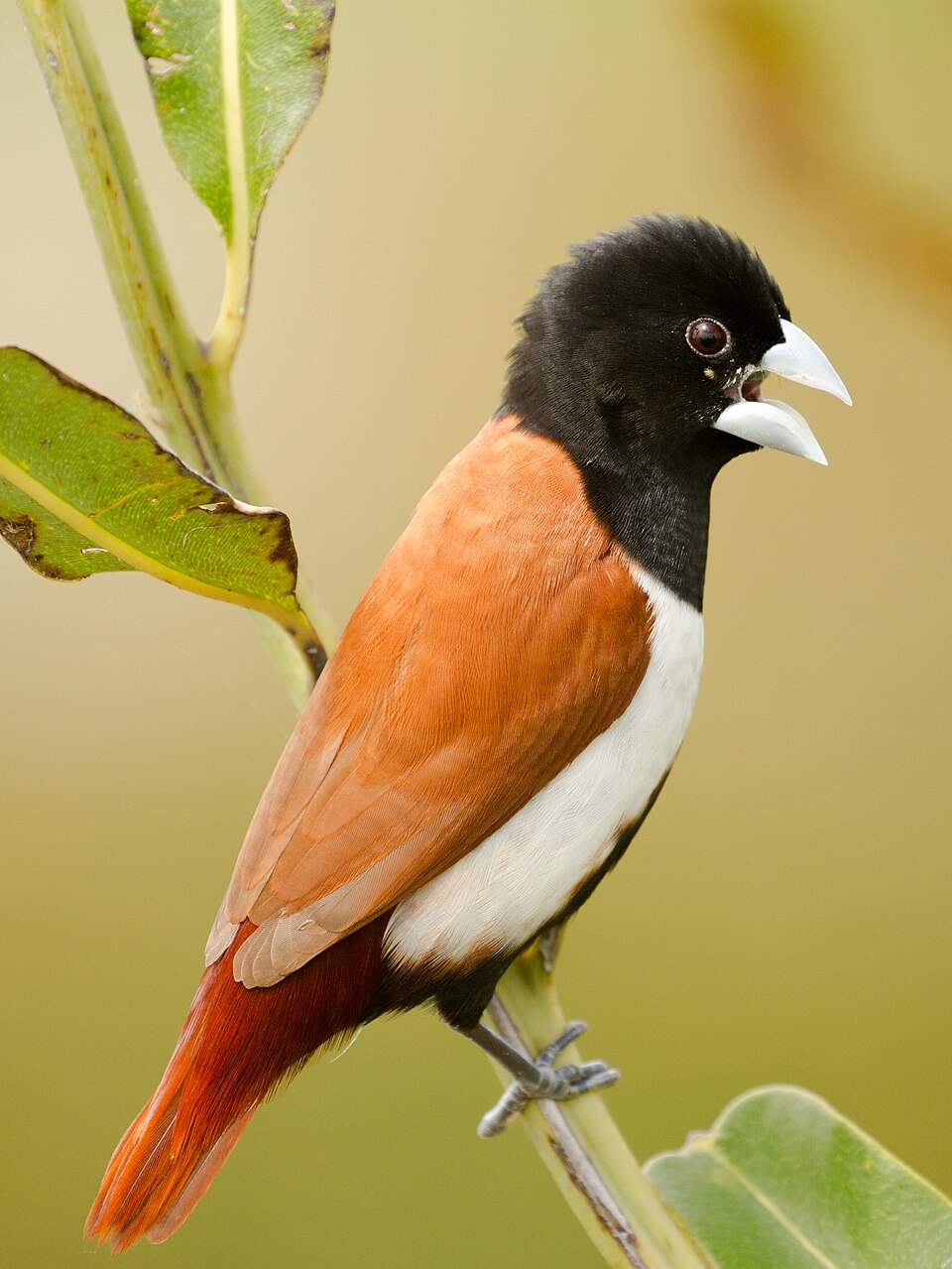 Tricolored Munia