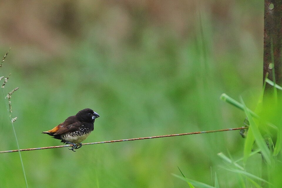 Buff-bellied Mannikin