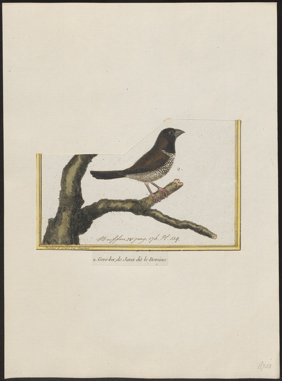 Black-faced Munia