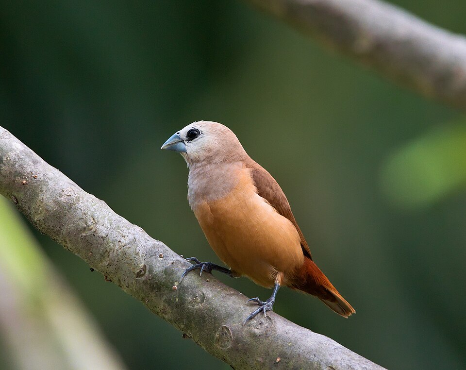 Pale-headed Munia