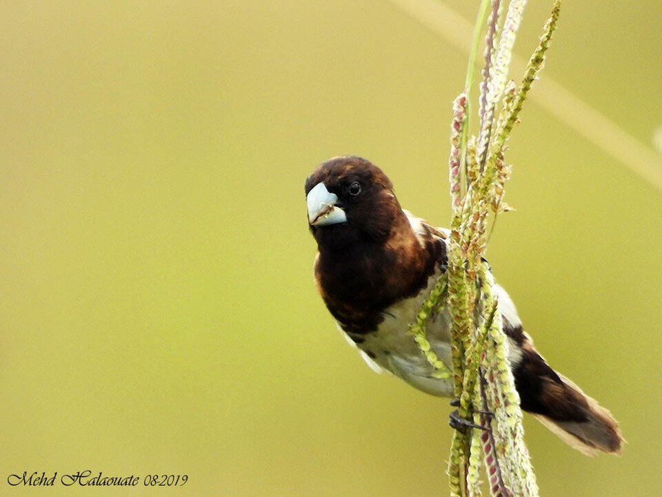 Black-breasted Mannikin