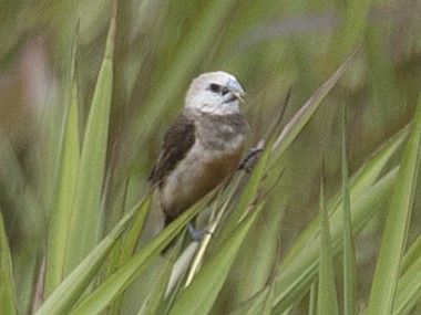 Grey-banded Mannikin