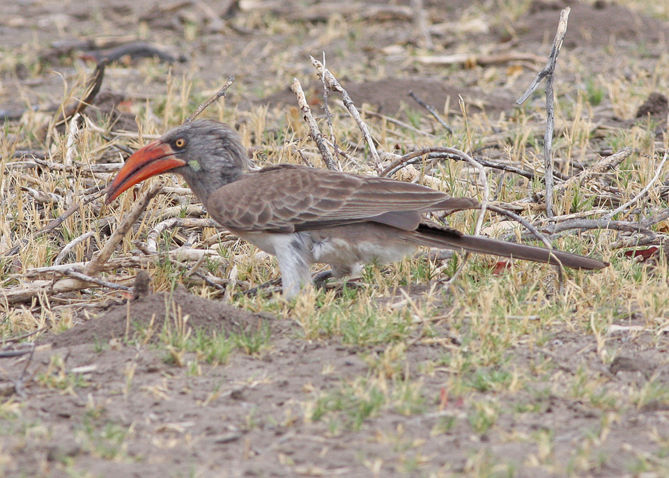Bradfield's Hornbill