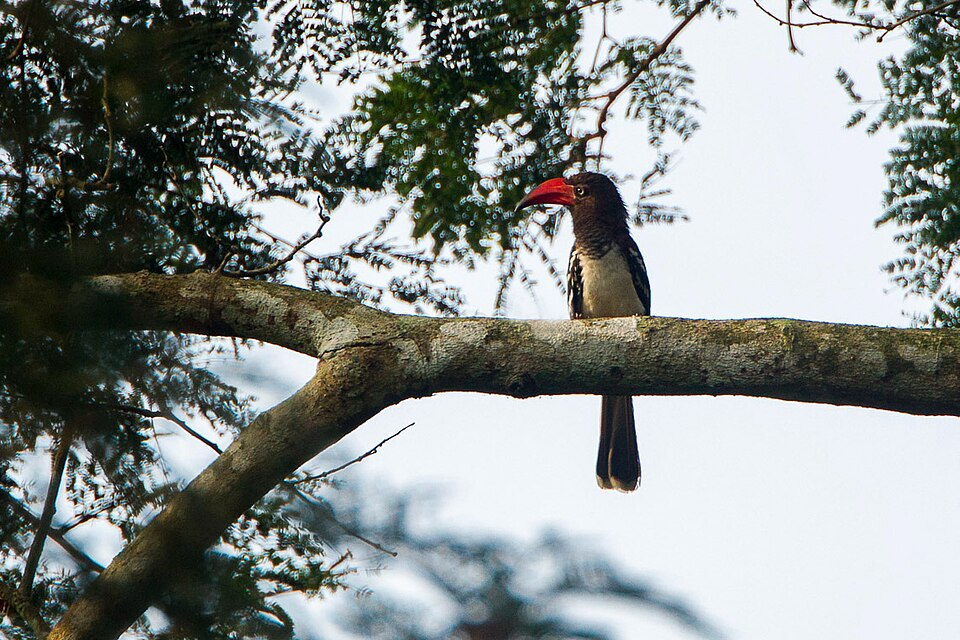 Red-billed Dwarf Hornbill