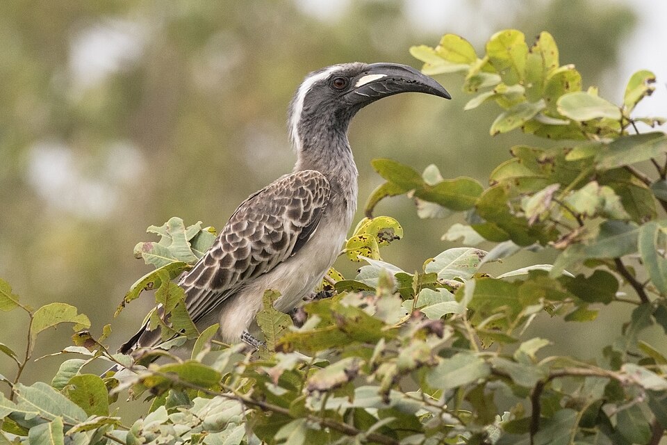 African Grey Hornbill
