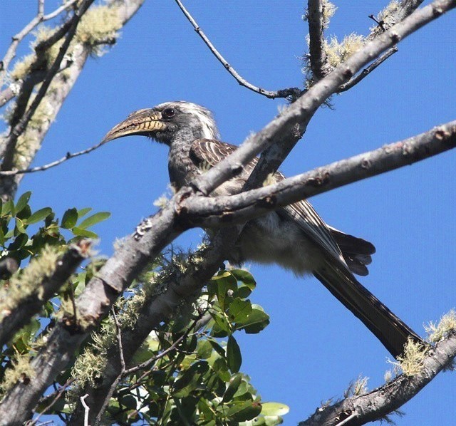 Pale-billed Hornbill