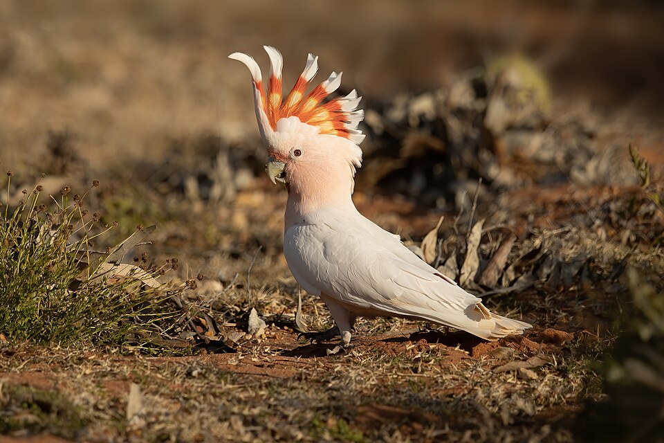Major Mitchell's Cockatoo
