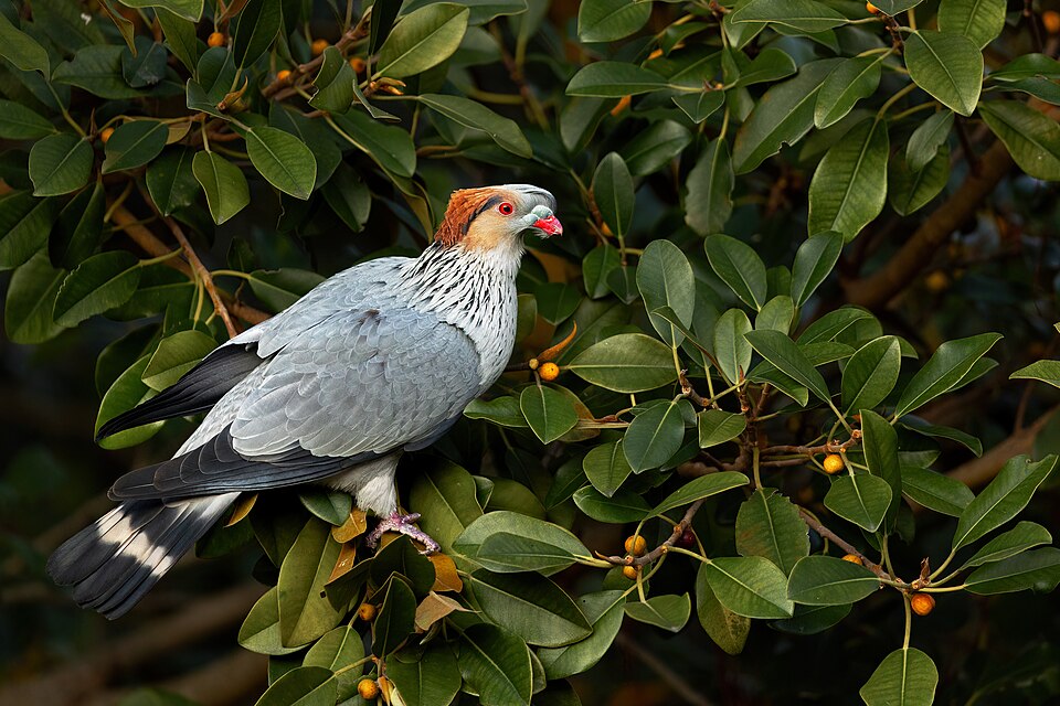 Topknot Pigeon