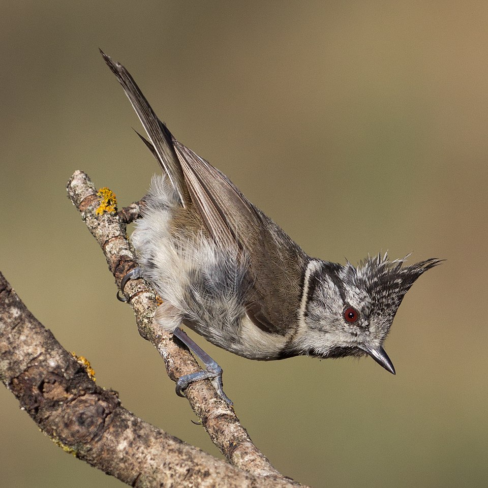 European Crested Tit