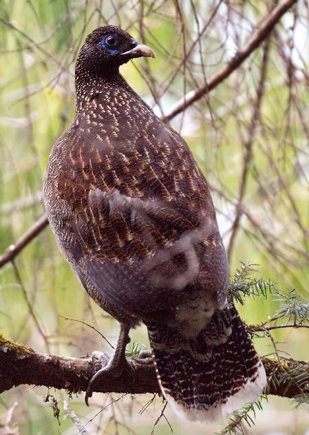 Sclater's Monal