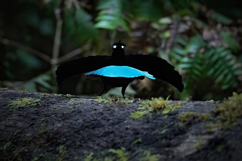 Greater Lophorina