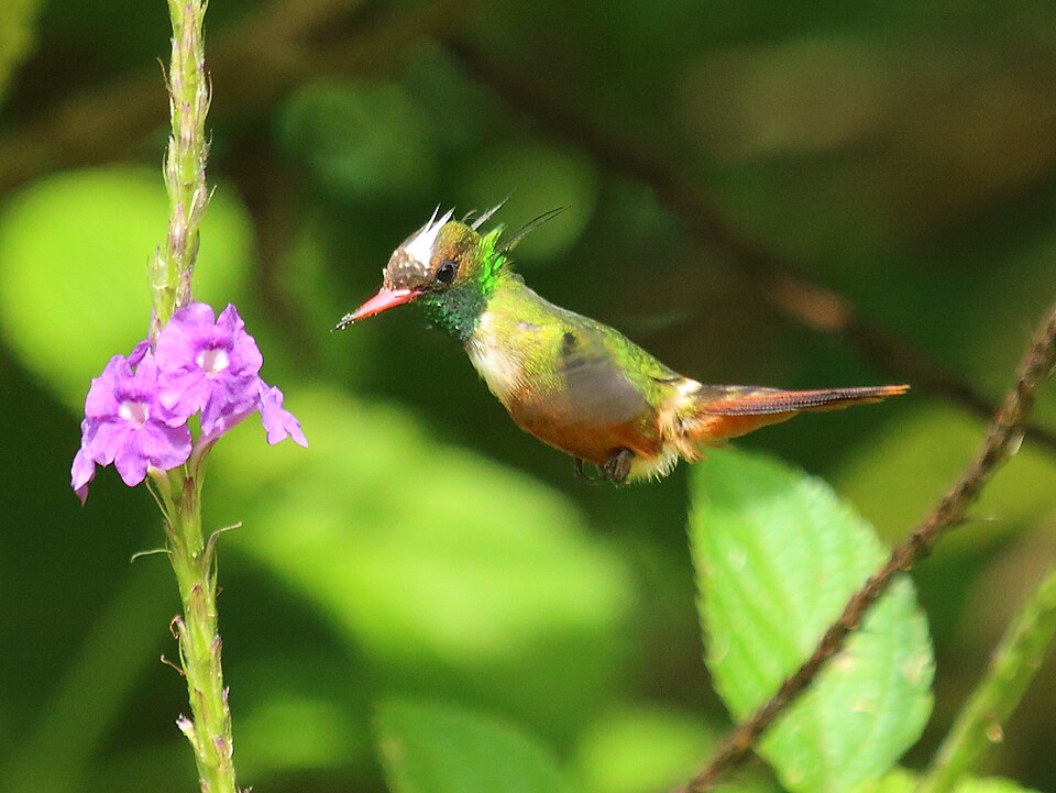 White-crested Coquette