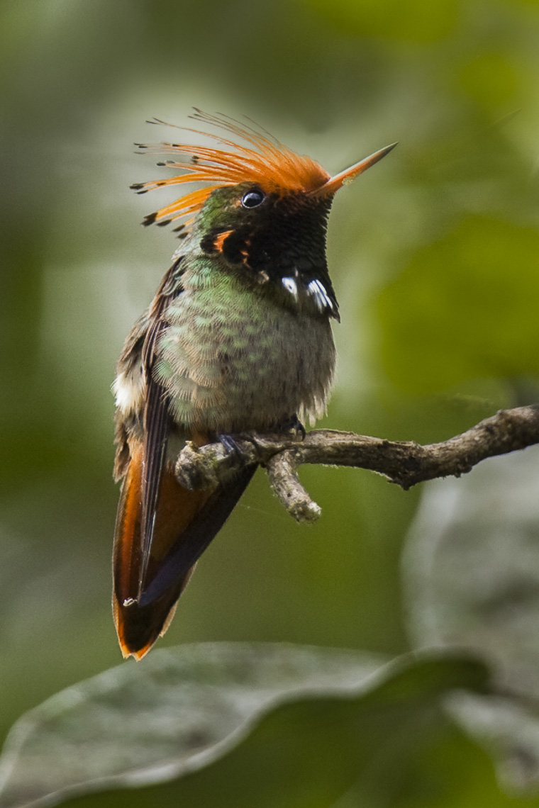 Rufous-crested Coquette