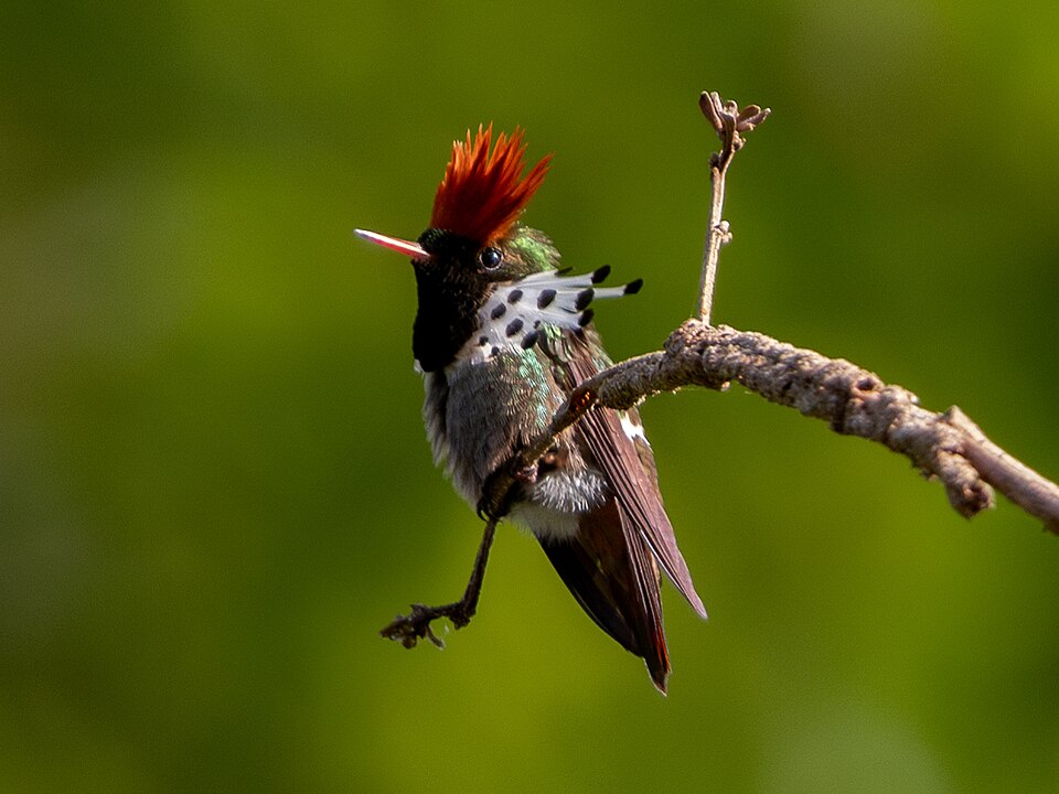 Dot-eared Coquette